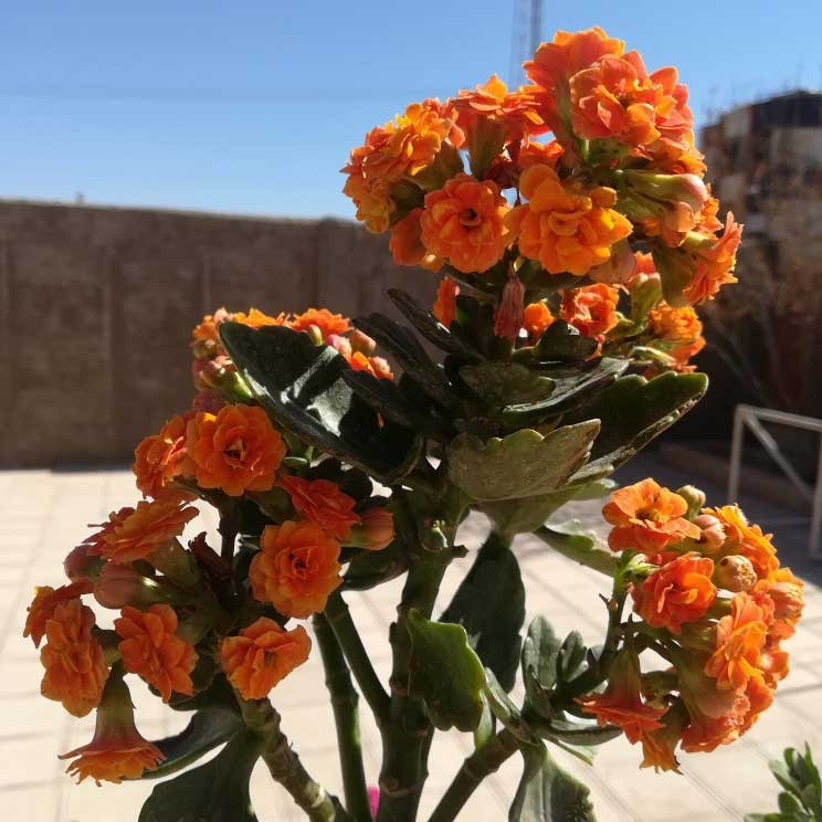 روز درختکاری