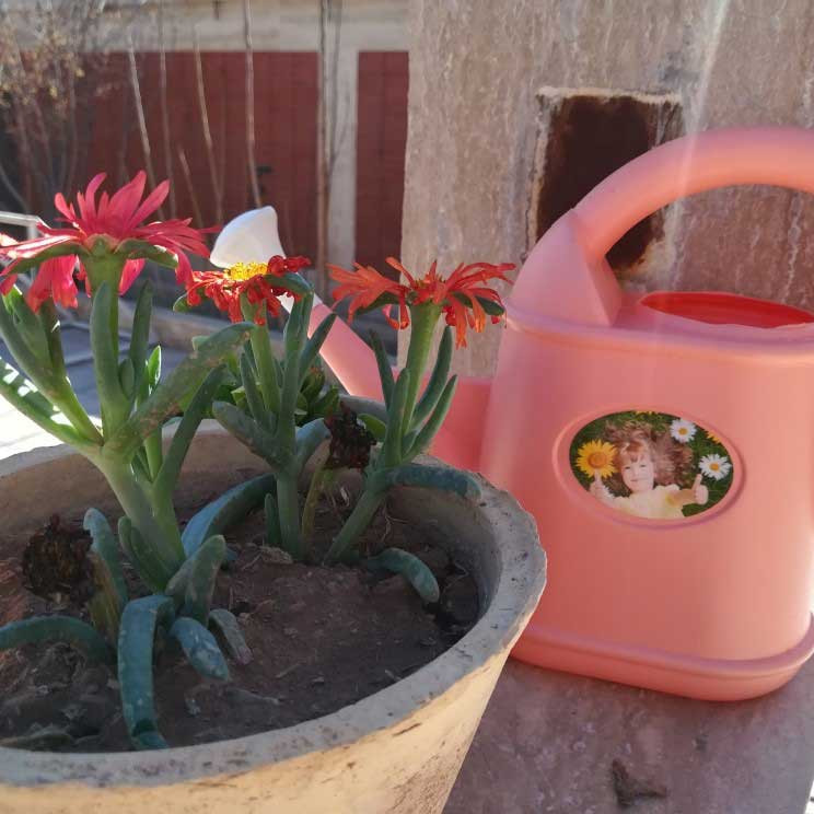 روز درختکاری